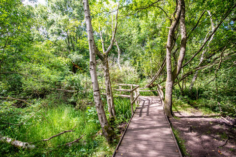 Moseley Bog and Joy's Wood