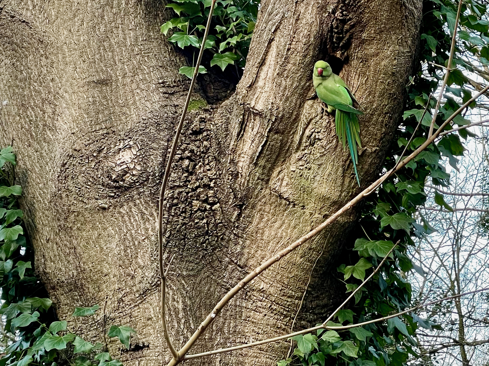 The Parakeet